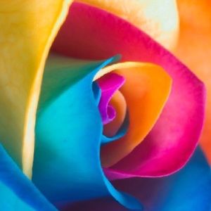 Meet your Posher, Anne